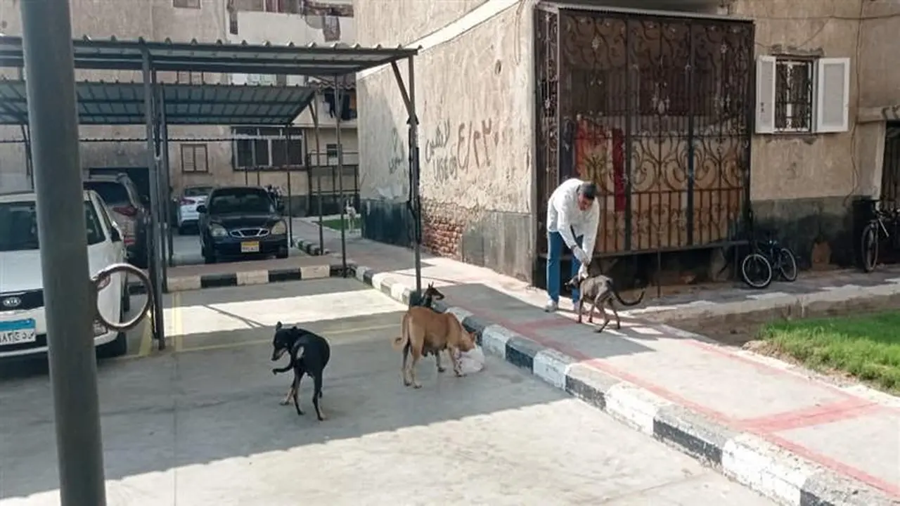 كيف تتقدم ببلاغات الكلاب الضالة؟.. خطوات بسيطة لحماية نفسك وأولادك.